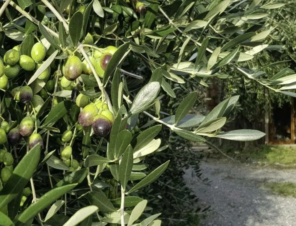 Penzion Hotel Ca Fenugia Finale Ligure Itálie